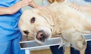 Cachorro que testou positivo para coronavírus é sacrificado por família