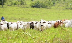 Pecuaristas devem informar Adaf sobre vacinação de gado contra febre aftosa no Amazonas 