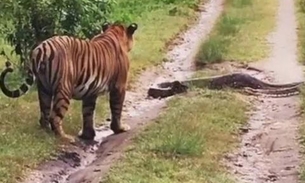 Vídeo flagra encontro épico entre tigre e píton; veja o que acontece 