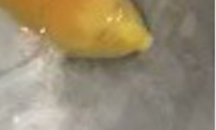 Tartaruga 'albina' é encontrada e intriga população