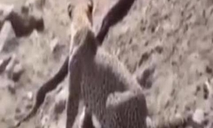Vídeo flagra leopardo e píton em combate no deserto 