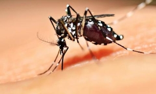 Manaus tem aumento de 200% dos casos de dengue em meio à pandemia