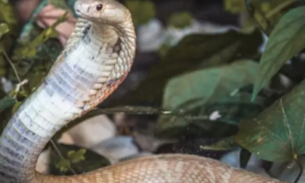 Amigo de estudante picado pela cobra Naja cogitou fugir com 16 serpentes 