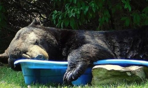 Urso gigante invade quintal de moradora dos EUA e tira cochilo em piscina infantil