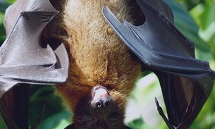 Super imunidade dos morcegos pode ajudar na cura do Covid-19, aponta pesquisa