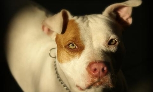 Idosa de 64 anos sofre hemorragia ao ser atacada por pitbull