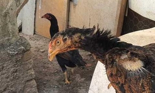Polícia fecha 'rinha de galos' e apreende mais de 40 aves com sinais de maus-tratos