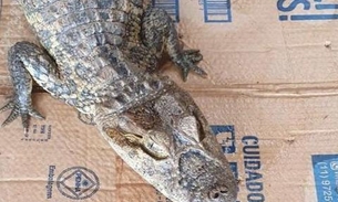 Polícia resgata jacaré que era criado ilegalmente em casa 