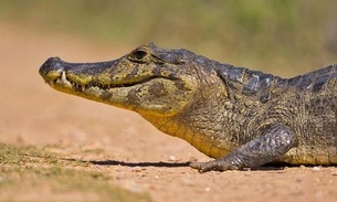 Família vive momentos de terror ao ser atacada por jacaré no Pantanal; veja vídeo