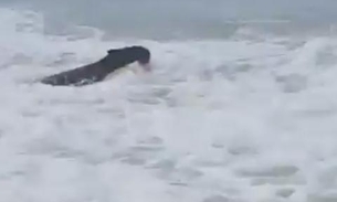 Capivara é flagrada curtindo banho de mar em praia no Leblon