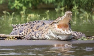 Pai salva filha da mandíbula de crocodilo gigante