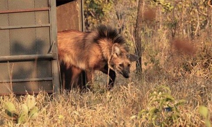 Escolhido para cédula de R$ 200, lobo-guará sofre ameaça de extinção