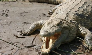 Chocante: Criança é devorada por crocodilo e fotos são divulgadas