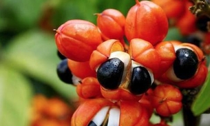 Estudo indica que fruto do guaraná tem potencial para controlar diabete tipo 2