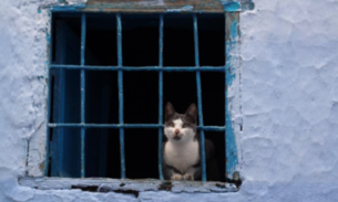 Gato é flagrado e tem atitude surpreendente após entrar com drogas e chips em presídio