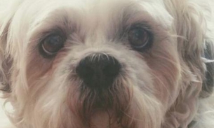 Cachorro entra na Justiça após ter mandíbula quebrada em pet shop