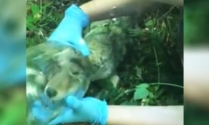 Coiote é encontrado com cabeça dentro de jarra; Veja vídeo 