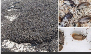 'Corrente' de insetos invade praia e causa pânico em banhistas