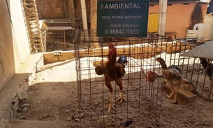 Dupla é presa por torturar galos e promover rinha nos fundos de casa em Manaus