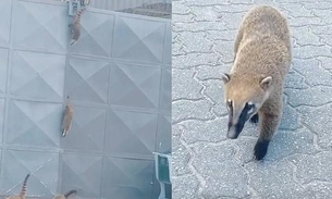 Quatis invadem supermercados para roubar frutas; veja vídeo