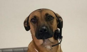 Cão viraliza na web ao ser contratado por loja de carros