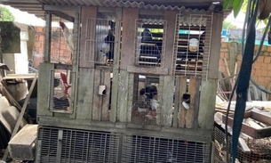Idoso é preso por promover 'rinhas de galo' e manter 80 animais presos em Manaus