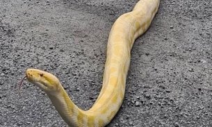 Espécime de uma das maiores cobras do mundo é encontrada em telhado no Brasil