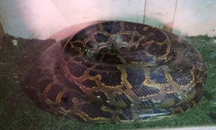Anaconda de 80 Kg é apreendida na casa de vigilante