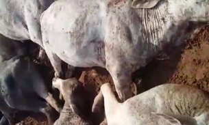 Raio mata pecuarista e mais de 30 bois e vacas; veja vídeo 