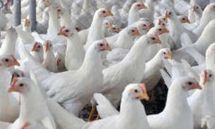 Brasil pede explicações à China sobre frango supostamente contaminado