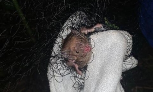 Amazonas tenta controlar população de morcegos vampiros para evitar a raiva