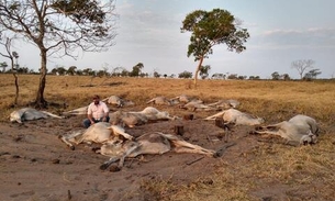 Cerca de 100 animais morrem após frente fria no Brasil