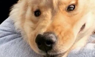 Cachorro 'unicórnio' viraliza na web após detalhe chamar atenção