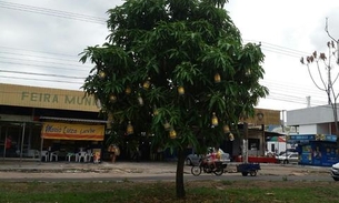 Fim de ano chegou e os bebuns do Japiim já enfeitaram sua árvore de natal