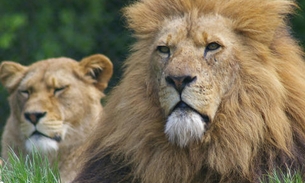  Leões africanos entram na lista de risco de extinção