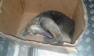 Em área residencial, tamanduá é resgatado por PMs