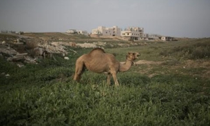 Soldado é condenado a prisão após matar camelo por diversão