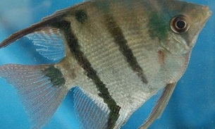 No Inpa, acervo tem mais 360 mil peixes amazônicos catalogado 