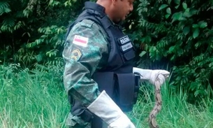 Jibóias são resgatadas por PMs na zona urbana de Manaus