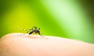 Qual a diferença entre Dengue, Zika e Chikungunya?