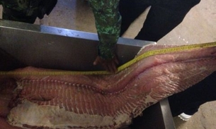 81kg de pescado ilegal são apreendidos durante fiscalização 