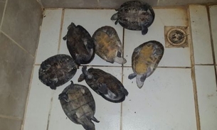 Feirante é preso por comercializar filhotes de quelônios no Amazonas