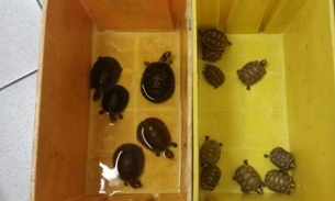 Animais silvestres são apreendidos a caminho de São Paulo