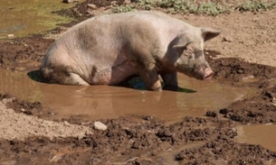 Suspeito de tentar roubar porco leva pauladas do dono do animal no Amazonas 