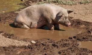 Suspeito de tentar roubar porco leva pauladas do dono do animal no Amazonas 