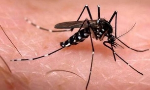 Zika: cientistas anunciam método mais eficaz para destruir ovos do mosquito