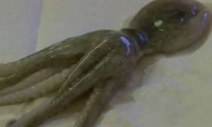 Homem é preso após tentar sufocar enteado de dois anos com um polvo