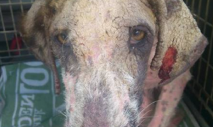 Cadela resgatada das ruas tem mudança incrível e história emociona a web