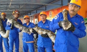 Maior cobra do mundo é encontrada na Malásia 