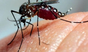 24 mil domicílios possuem focos de Aedes Aegypti em Manaus